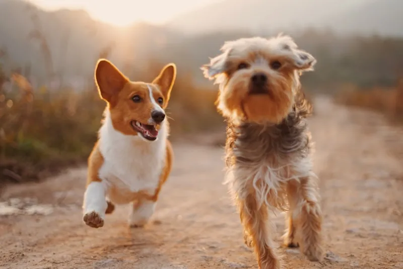 Chien élégant en salon premium